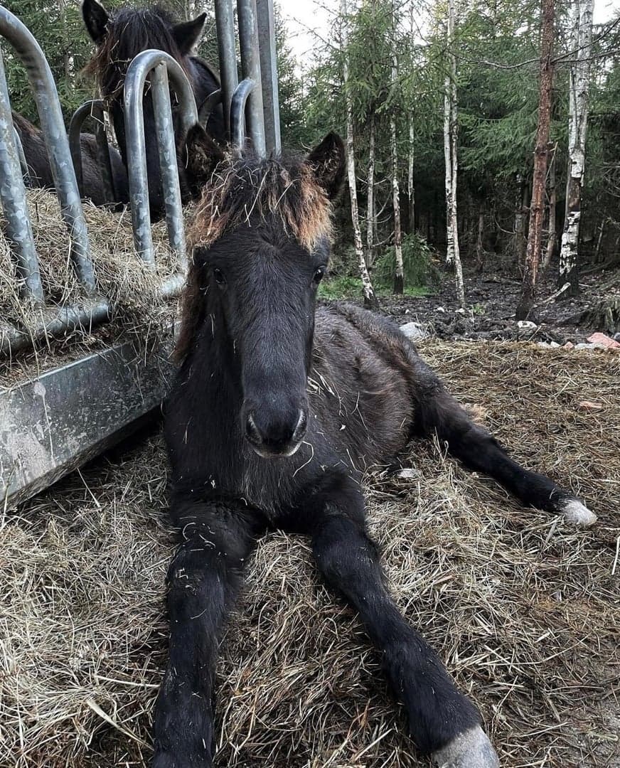 Bild 1 av Lúpína från Broby Gård