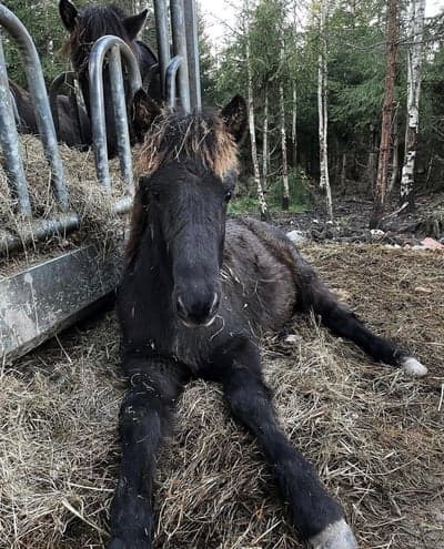 Lúpína från Broby Gård