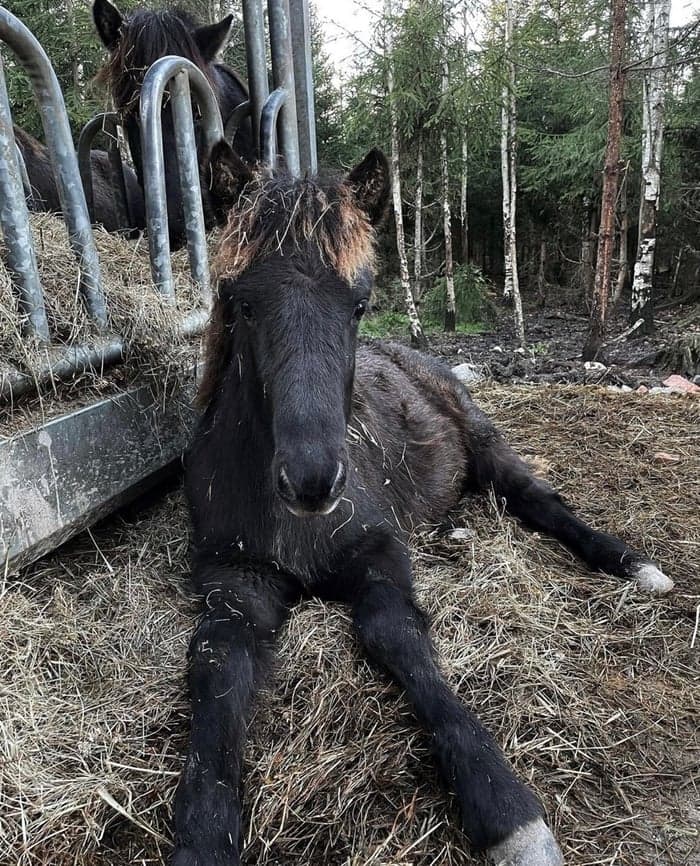 Media 1 av Lúpína från Broby Gård