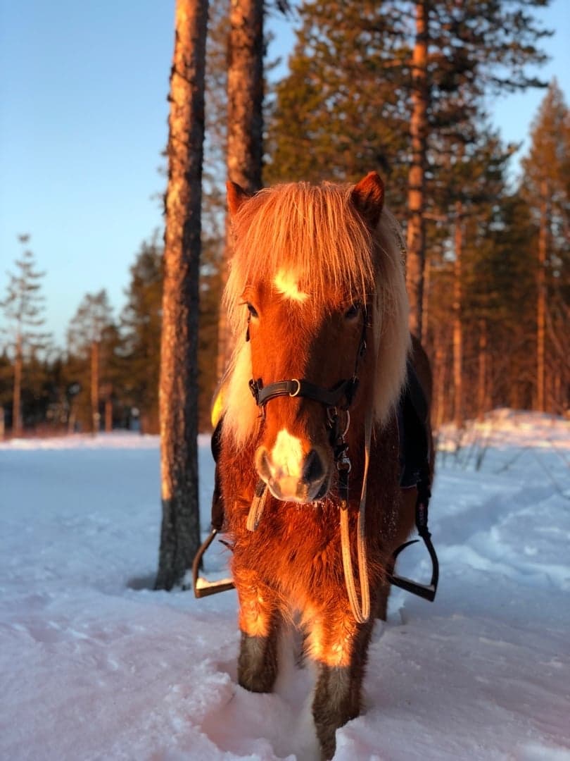 Bild 1 av Þór frá Einiholti 2