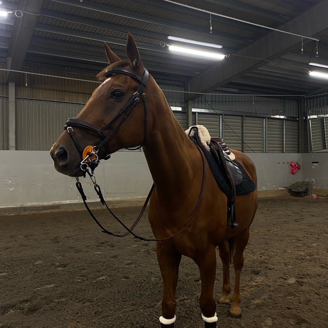 Bild 1 av Gold Devisor (DEN)