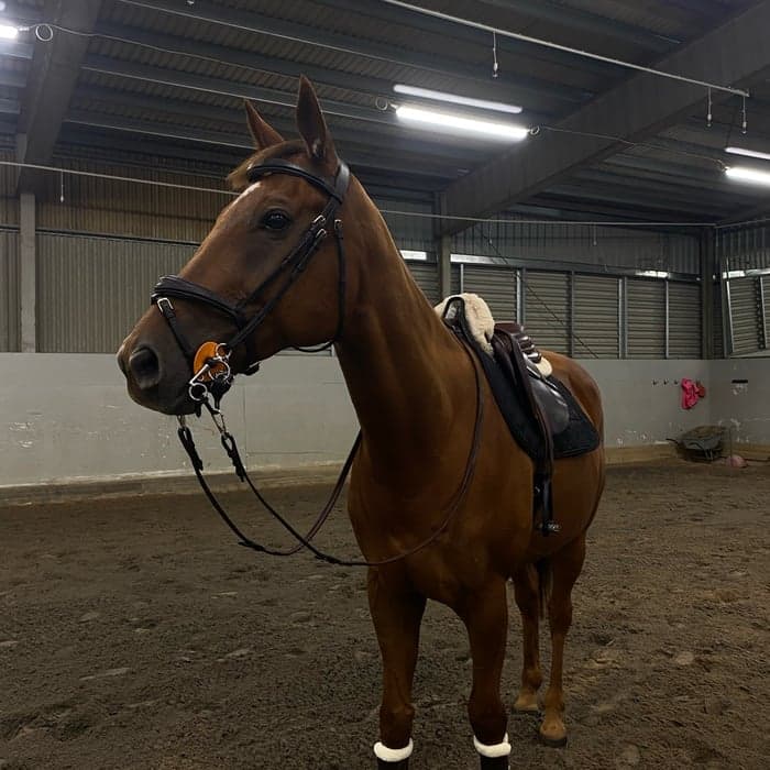 Media 1 av Gold Devisor (DEN)