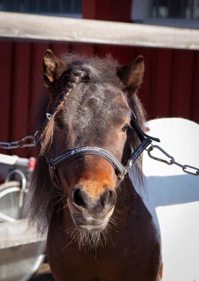 Inlägg 3 av Ponnytrav med titeln Ponnytrav 
