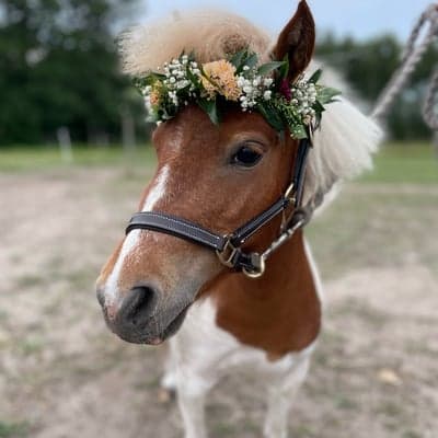 Tattoed Fancy Lill Wille