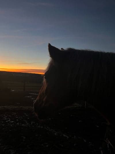 Inlägg 19 av Haflinger