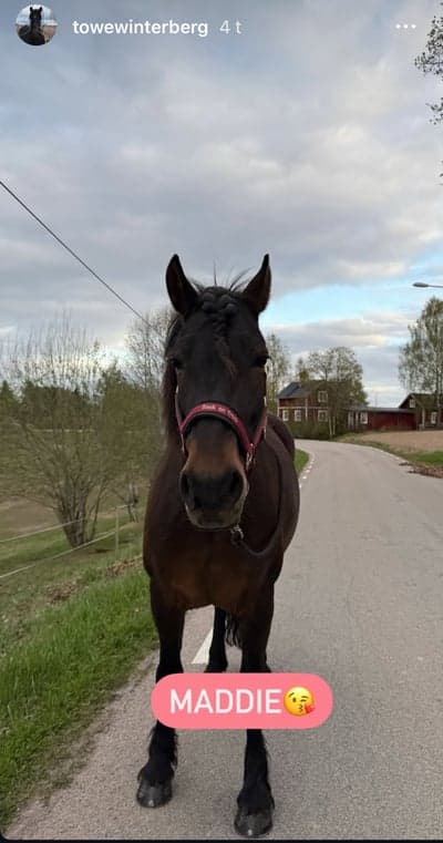 Uppfödning 