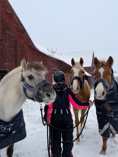 Post 6 of German Riding Pony with title God jul❄️