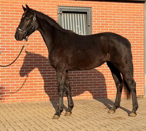 Bild av Lovande 3-årig dressyrsto – Sir Elton x San Amour