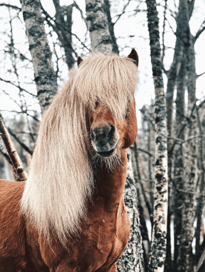 Inlägg 69 av Allround med titeln Fotogen hest📸🤍🦄