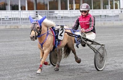 Inlägg 96 av Trav med titeln DPK’s Ponnytravgala