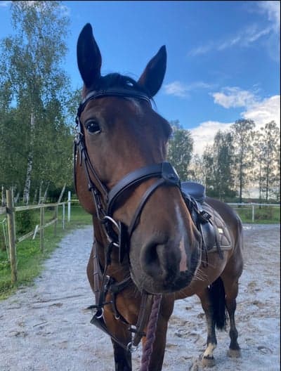 Inlägg 14 av Halvblod med titeln Tänk att du blev min för exakt 1 år sen idag❤️🎉