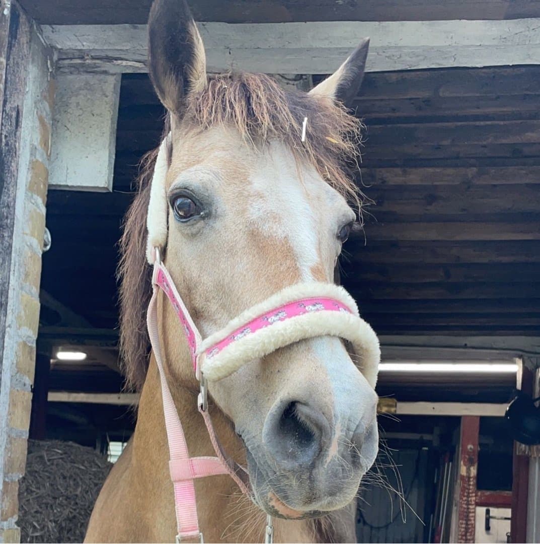 Bild 1 av Önnarps Ibiza