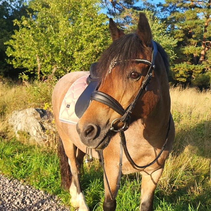 Media 16 av Jammi Dodger