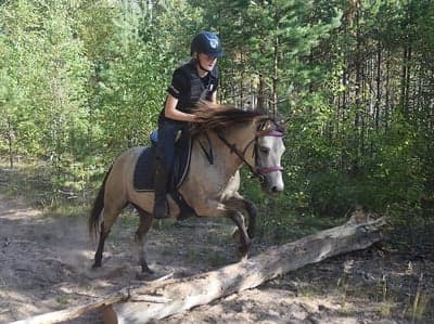Inlägg 23 av Allround med titeln Skogsbus