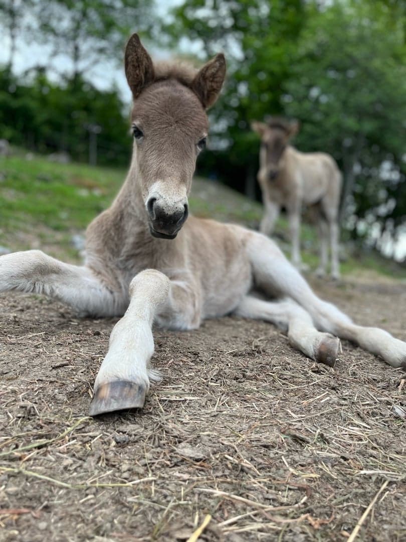 Image 1 of Elfa från Säll