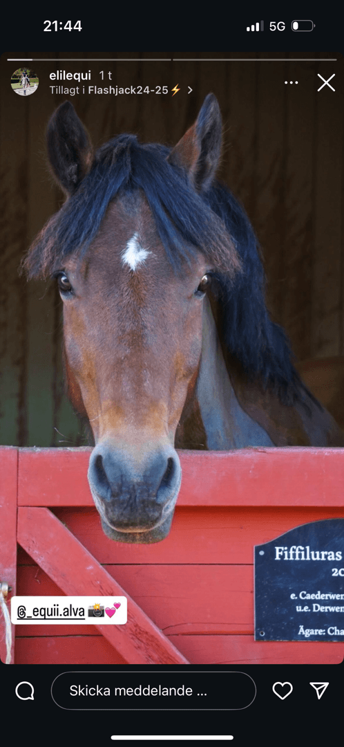 Media 2 av Fiffiluras Flashjack