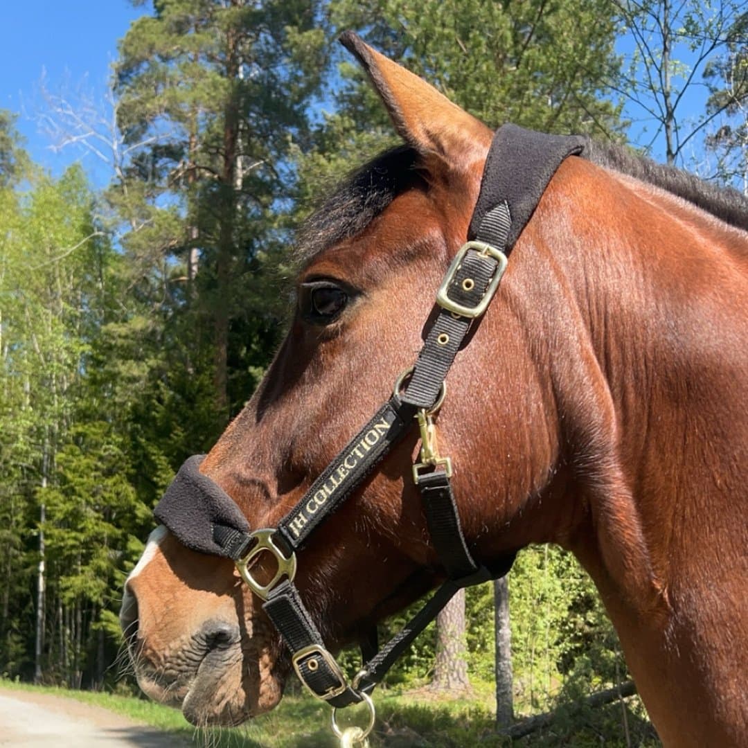 Bild 1 av Halkærs Stjerne