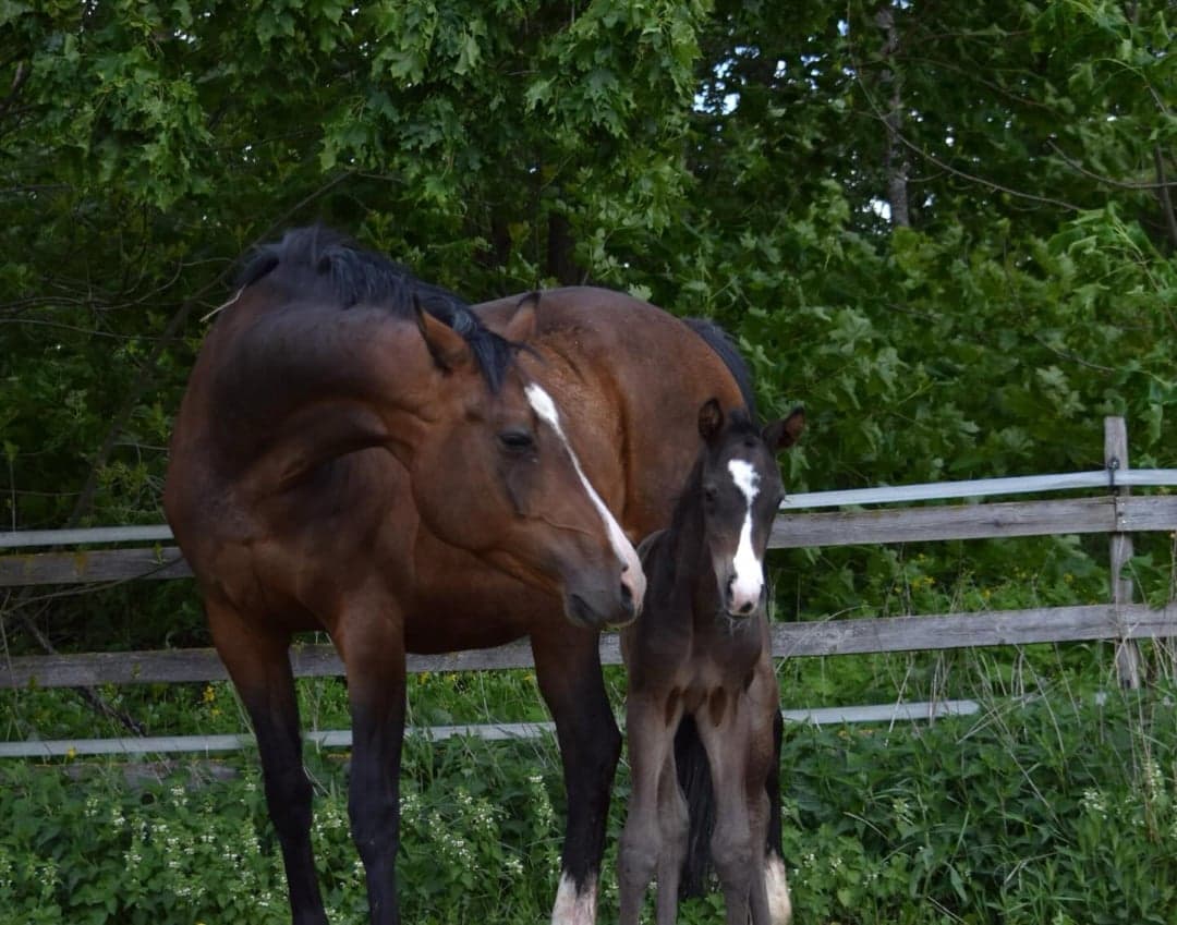 Bild 1 av Pagila MVG