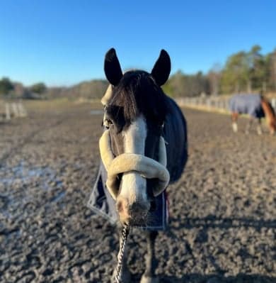 Media 1 av Blackie