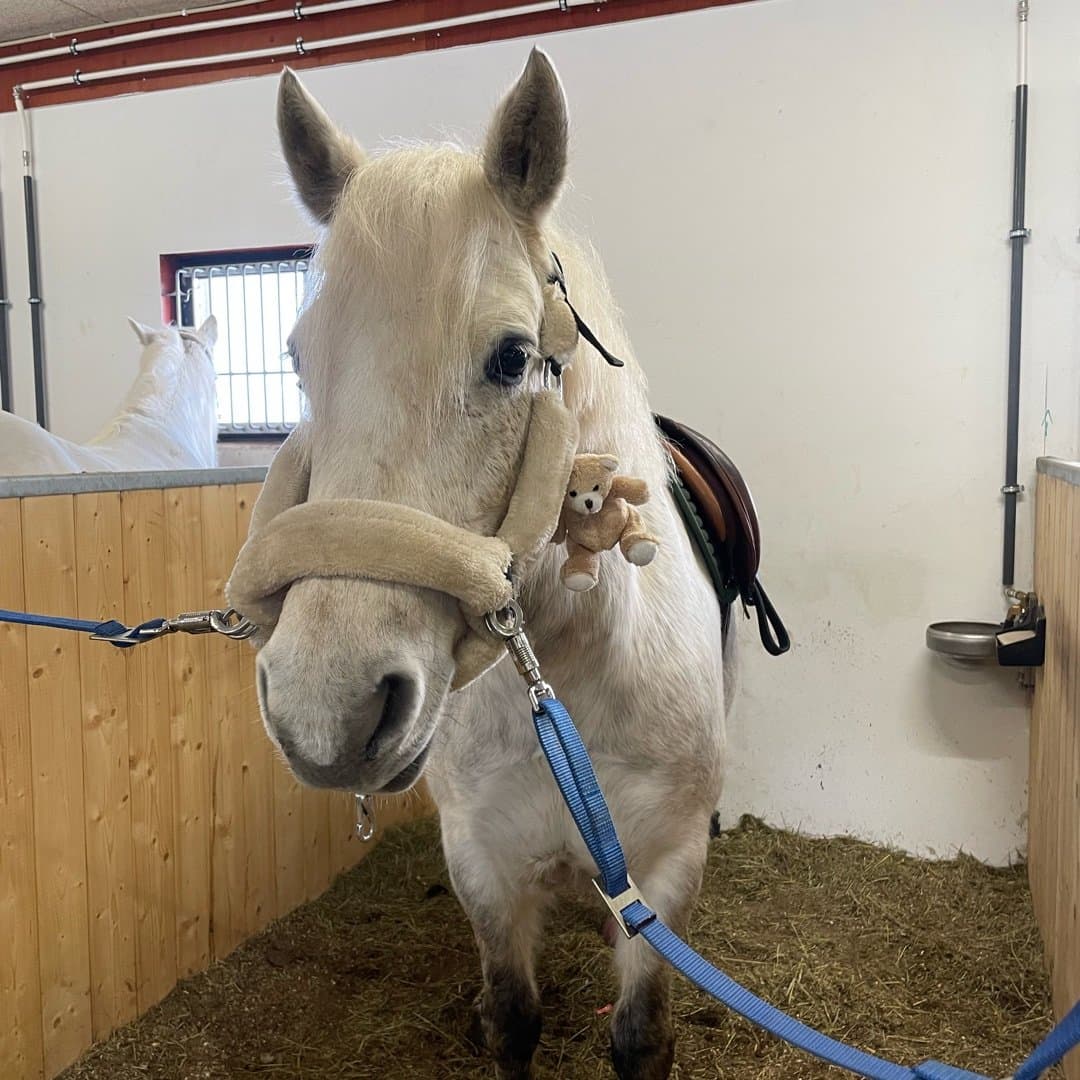 Bild 1 av Moher star daisy