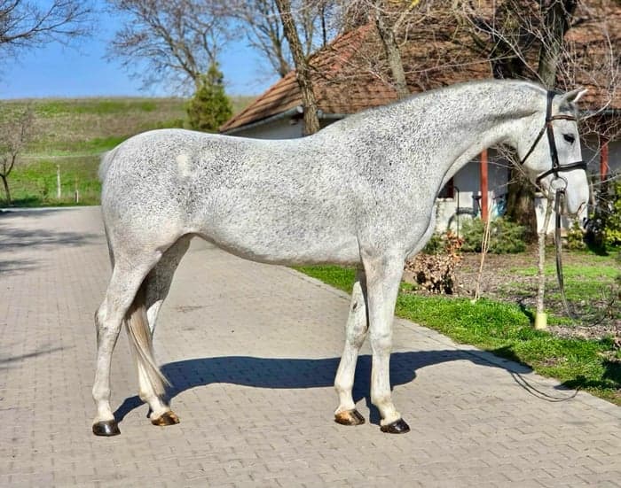 Media 2 av Skimmel sto, 168cm