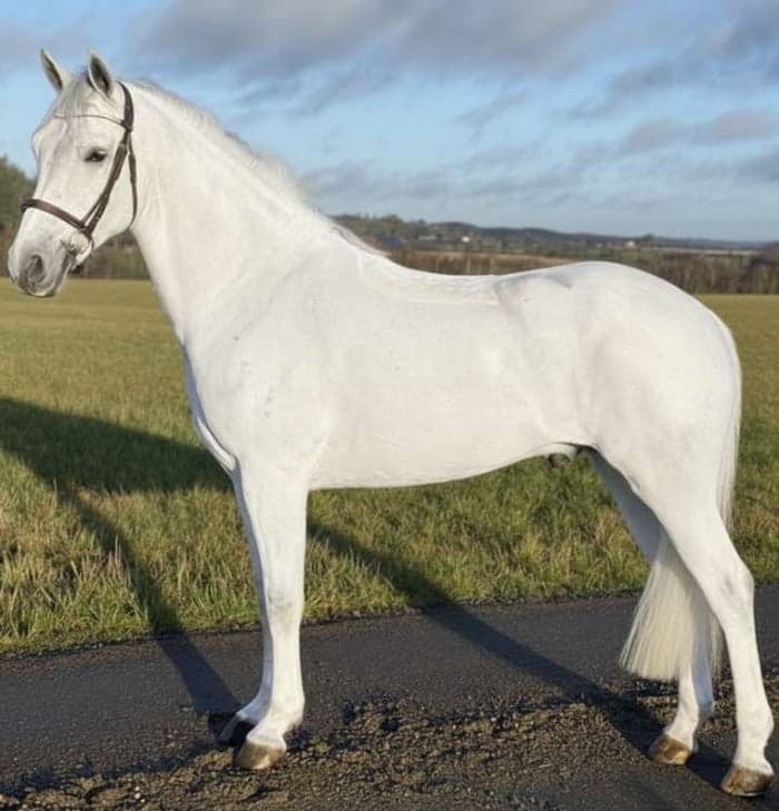 Media 2 av Markoolio