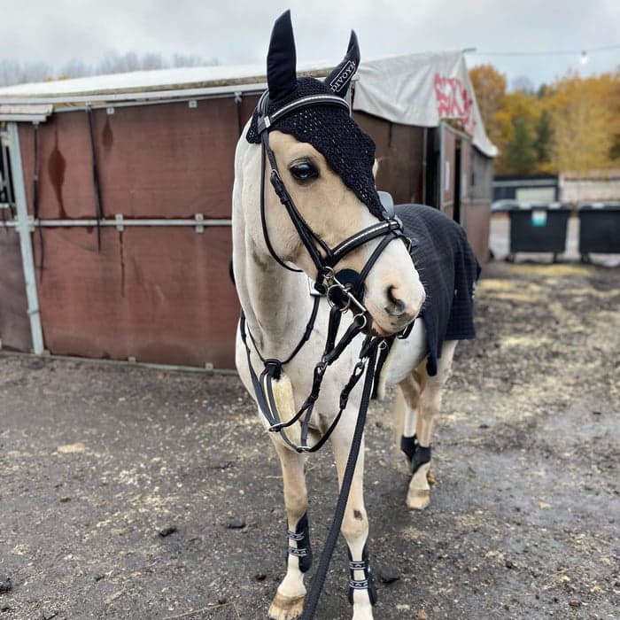 Media 1 av Dryfe Aristocrat