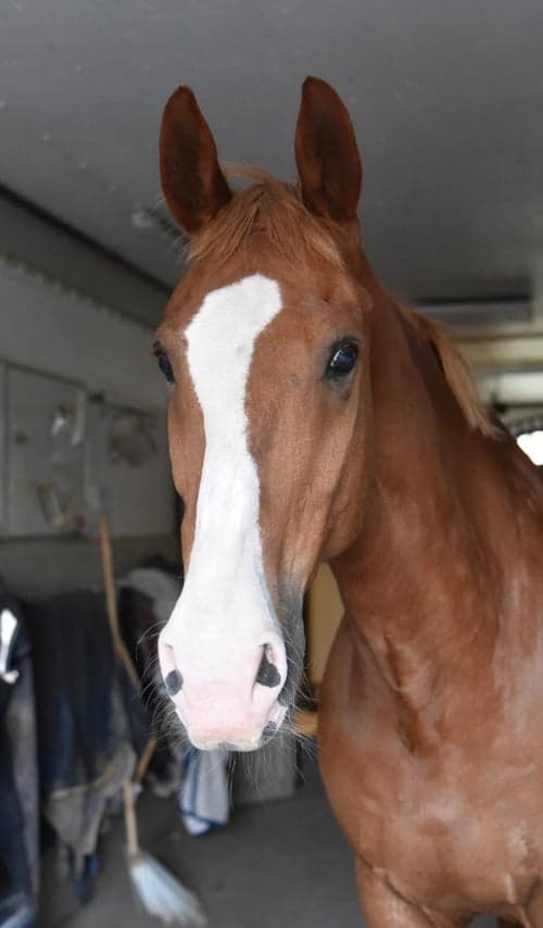 Bild av Härlig gentleman