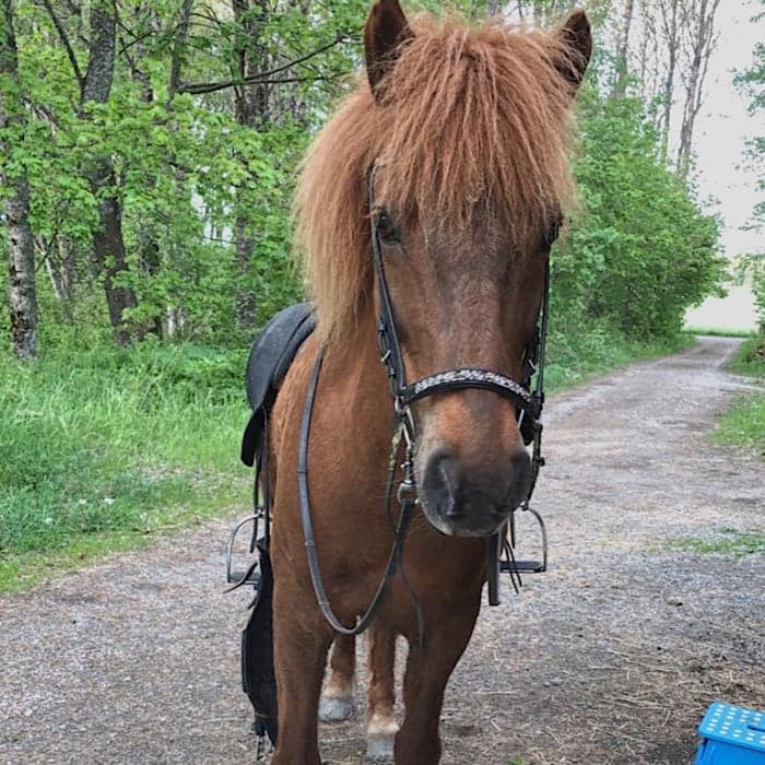 Media 1 av Gildra från Ränteröd