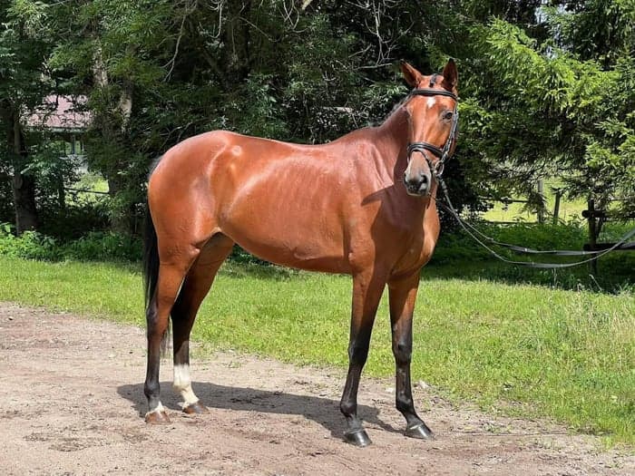 Media 1 av Sto, 164 cm