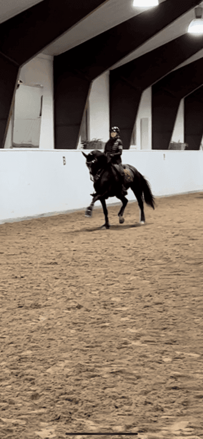 Inlägg 42 av Dressyr med titeln Dressyr träning 💘