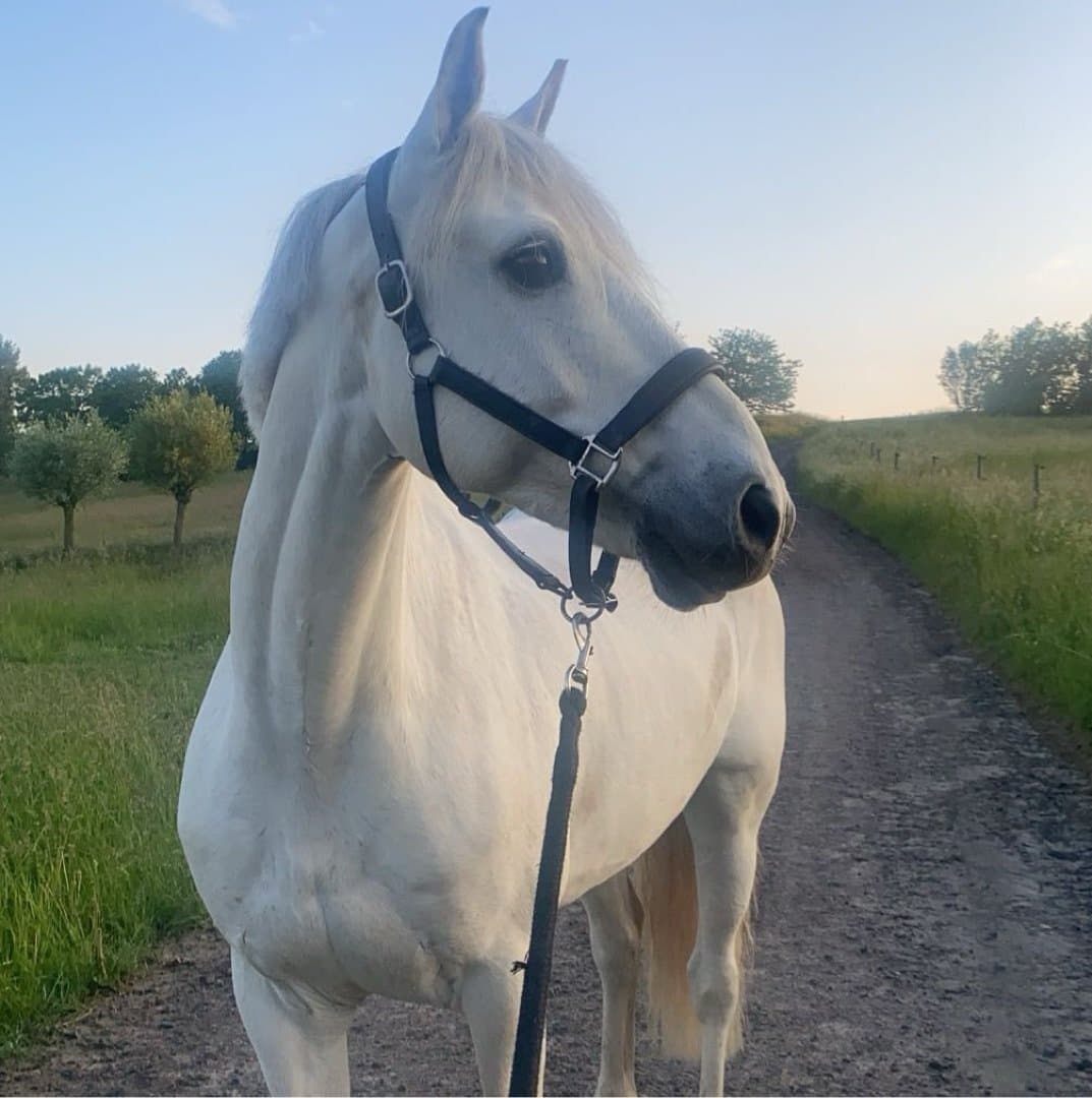 Bild 1 av Willow Rocket