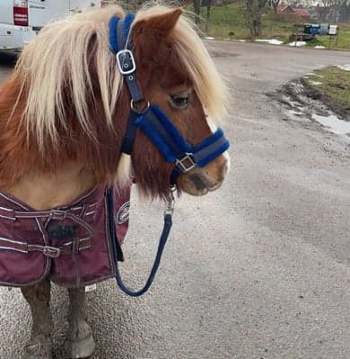 Image 1 of Kyllemos "ikaros"