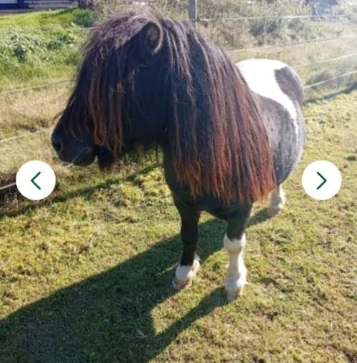 Bild av Snälla Conny söker nya familj