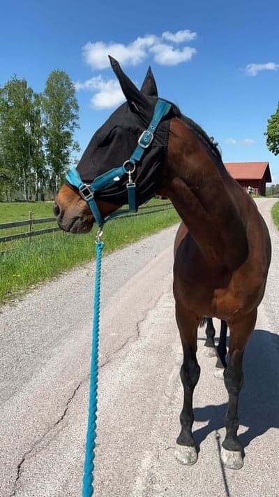 Inlägg 16 av Allround med titeln Var ute och gick med honom idag❤️