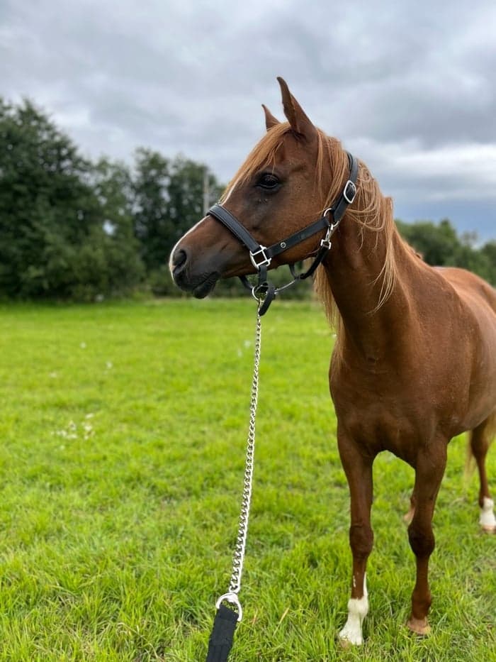 Media 1 av Eriska jawhara nadirah