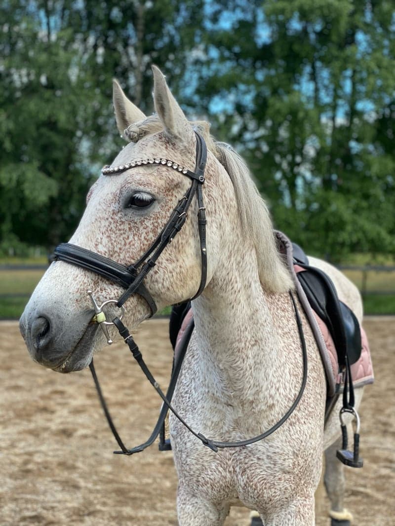 Bild 4 av Svart träns med strass