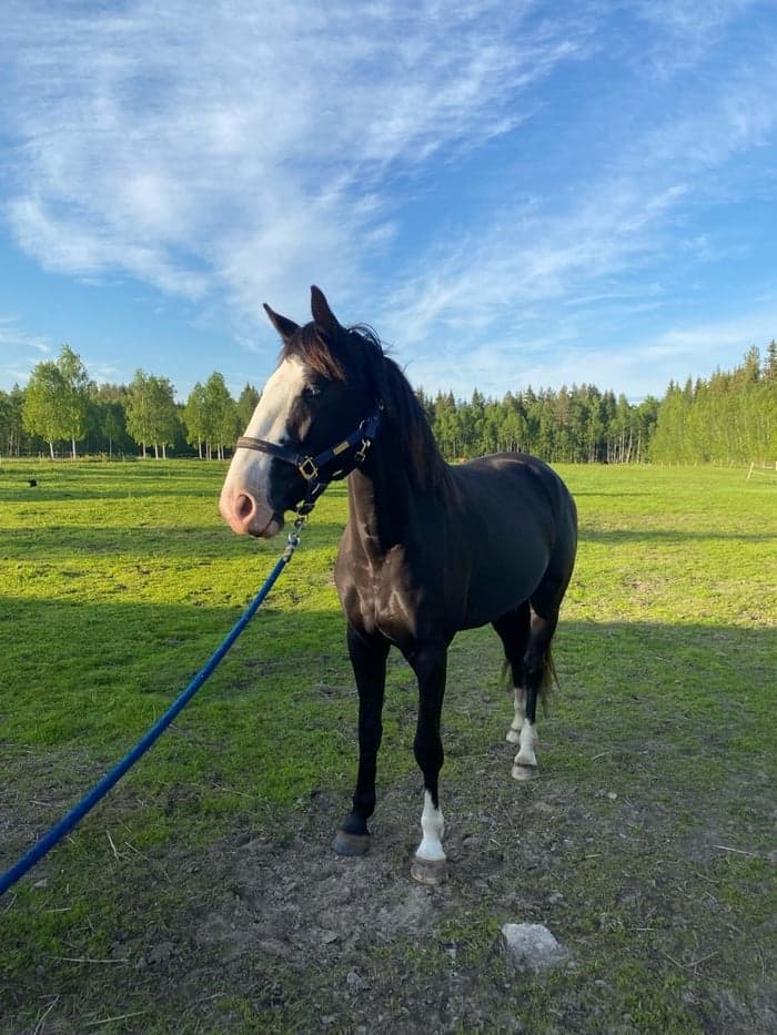 Media 1 av Black Bird