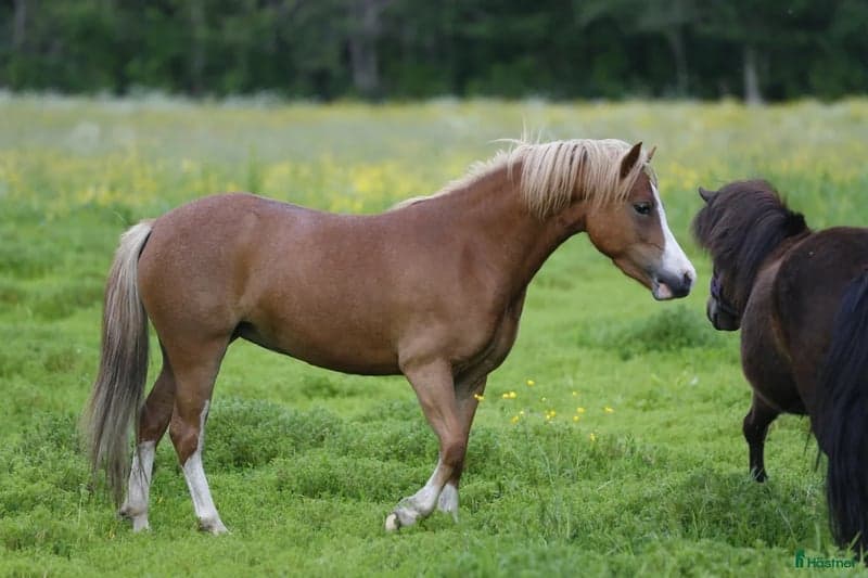 Bild 2 av Shiralee Frontera