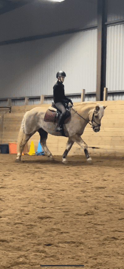 Inlägg 18 av Haflinger med titeln Fancy Hanka💃🏼
