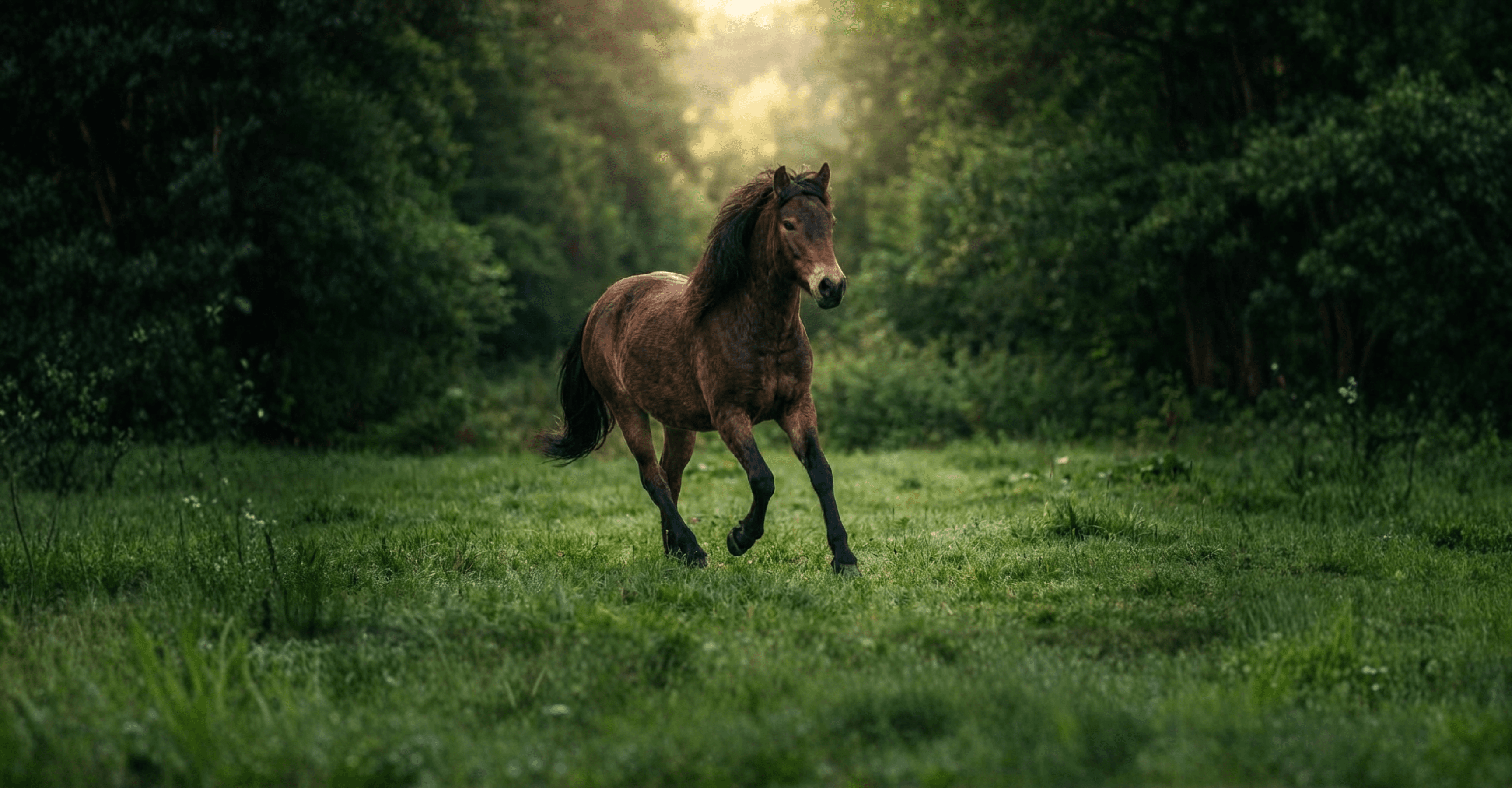 Image of Gotland Pony