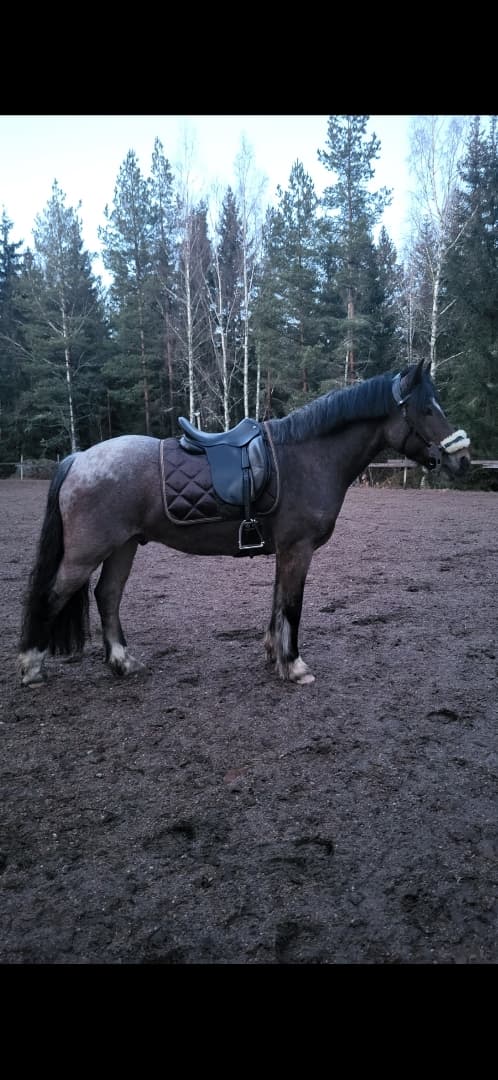 Media 10 av Jammi Dodger