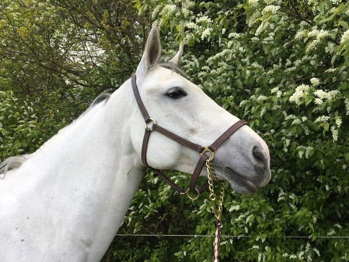 Media 1 av Best friend shoice