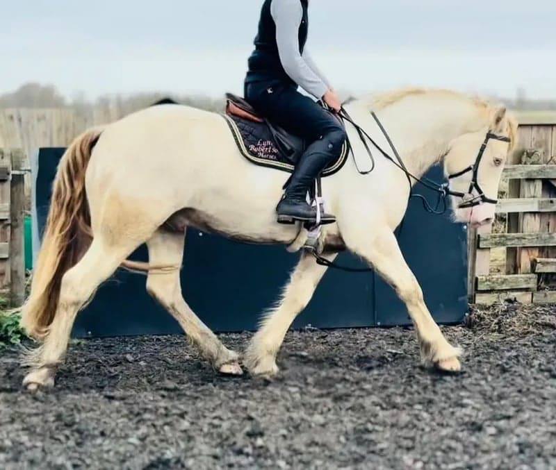 Bild 2 av Striking Lemon & White Irish Allrounder- LENNIE