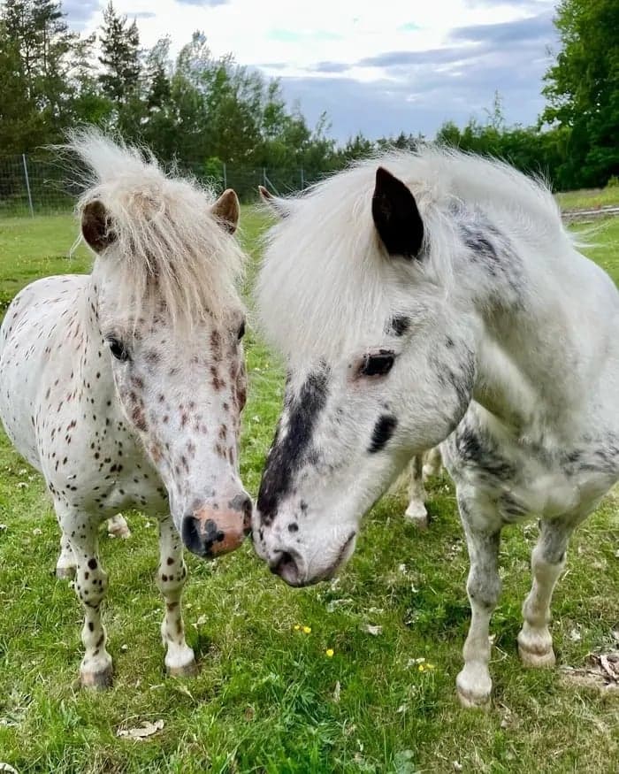 Bild 2 av Hyr en sommarhäst eller ponny