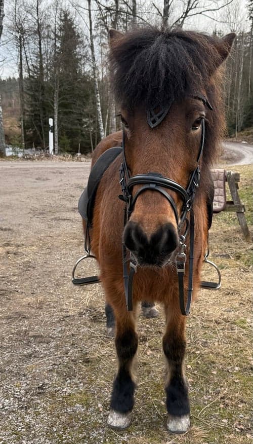 Bild av Trevlig 5 gångare med alla gångarter på plats.
