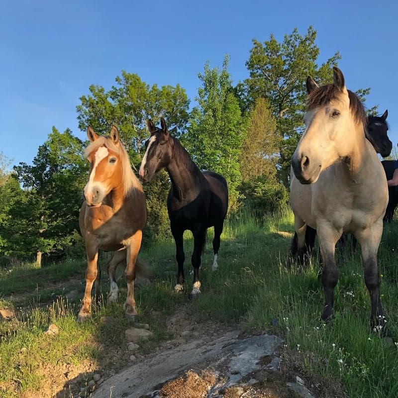 Bild 3 av Hyr en häst/ponny under höst- & vinterperiod eller helår