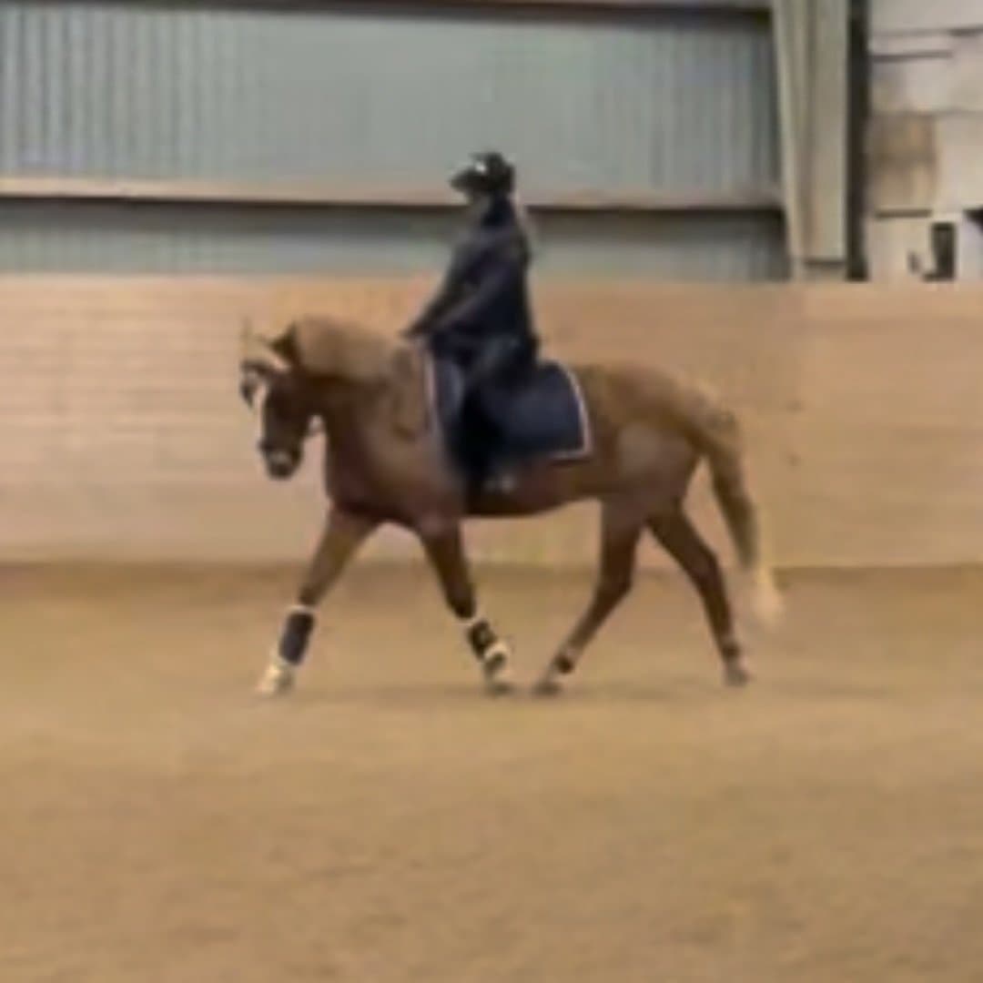 Bild 1 av Myrnas majesty