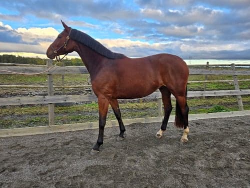 Bild av Trevligt treårssto