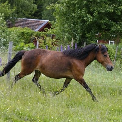 Brunkulla